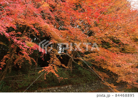 服部神社の紅葉 服部神社の紅葉 84468895