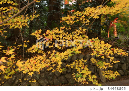 服部神社の紅葉 服部神社の紅葉 84468896
