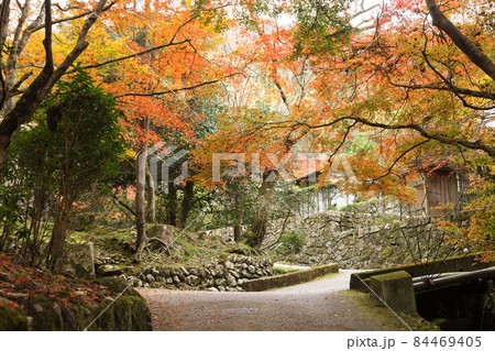 来迎院参道の紅葉 来迎院参道の紅葉 84469405