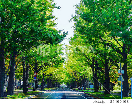 北海道大学の銀杏並木 北海道大学の銀杏並木 84469468