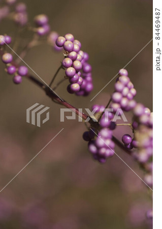 成熟した紫色の実が美しいコムラサキ。神戸布引ハーブ園で撮影。マクロレンズで実の部分をクローズアップ撮 成熟した紫色の実が美しいコムラサキ。神戸布引ハーブ園で撮影。マクロレンズで実の部分をクローズアップ撮 84469487