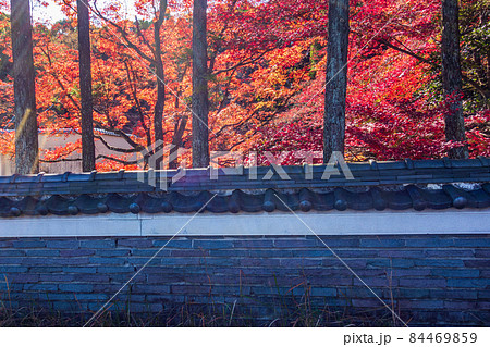 秋紅葉の季節、大阪万博公園の風景 秋紅葉の季節、大阪万博公園の風景 84469859