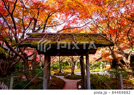 秋の大阪万博公園内のお茶室の紅葉 秋の大阪万博公園内のお茶室の紅葉 84469882
