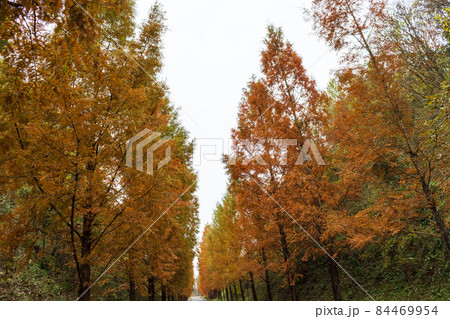 晩秋イメージ メタセコイアが紅葉した 山陰島根の道 晩秋イメージ メタセコイアが紅葉した 山陰島根の道 84469954