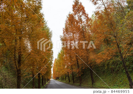 晩秋イメージ　メタセコイアが紅葉した　山陰島根の道 84469955