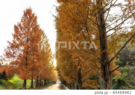 晩秋イメージ メタセコイアが紅葉した 山陰島根の道 晩秋イメージ メタセコイアが紅葉した 山陰島根の道 84469962