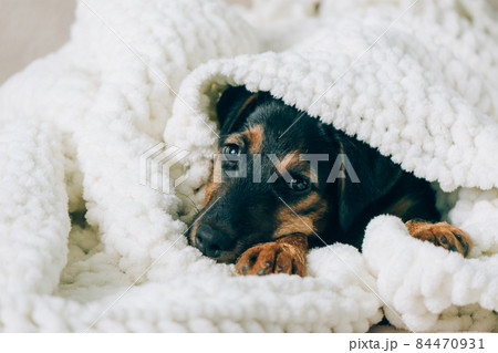 Dog breed yag-terrier on light background. A small puppy, pet, lies in fluffy soft blanket, hid in blanket. 84470931
