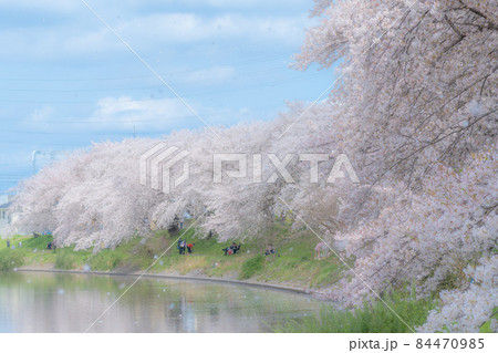 桜吹雪舞う河川敷　北越谷元荒川堤　ソフトフォーカス 84470985