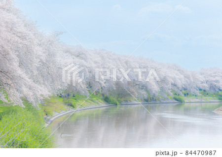 桜吹雪舞う河川敷　北越谷元荒川堤　ソフトフォーカス 84470987