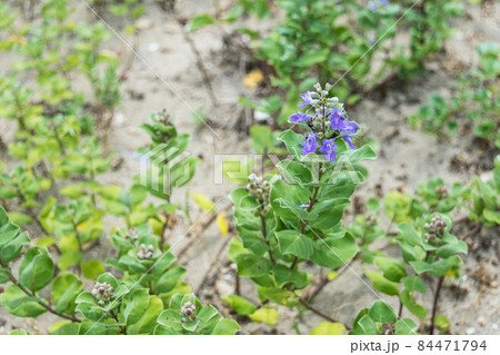夏の島根海岸に咲くハマゴウの花 夏の島根海岸に咲くハマゴウの花 84471794