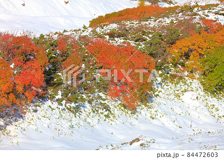 紅葉と新雪_大雪山1 84472603