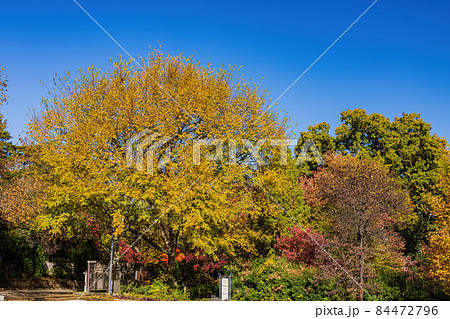 Beautiful fall color in the famous Philbrook Museum of Art 84472796