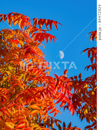 Beautiful fall color view of the campus of Univeristy of Oklahoma 84472924