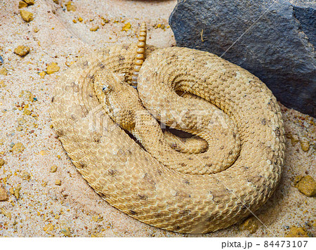 Close up shot of a Sidewinder snake 84473107