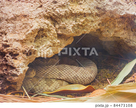 Close up shot of a Sidewinder snake 84473108