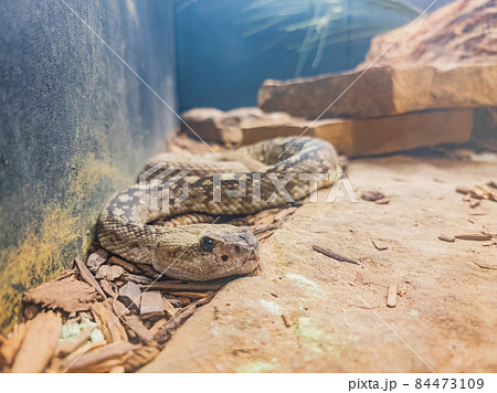 Close up shot of a Crotalus catalinensis snake Close up shot of a Crotalus catalinensis snake 84473109