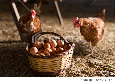 Laying hens next to basket full of fresh eggs in chicken coop 84473147