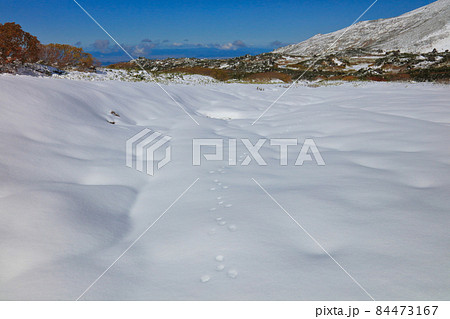 雪上のエゾユキウサギの足跡_大雪山裾合平 84473167
