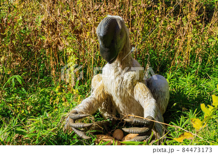Close up shot of Oviraptor Dinosaur model Close up shot of Oviraptor Dinosaur model 84473173