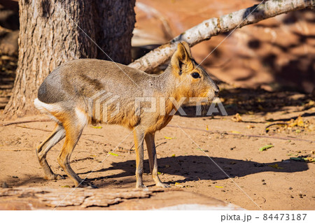Close up shot of a Patagonian mara 84473187