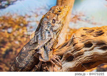 Close up shot of cute Frilled Lizard 84473205