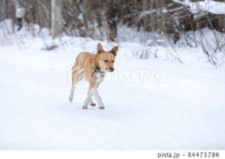 Cute red dog walking on white fresh snow at winter 84473786