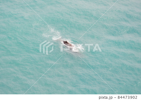 A sperm whale taken from a helicopter view. Kaikoura whale watching in New Zealand. 84473902