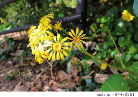 ツワブキの花 ツワブキの花 84473961