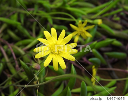多肉植物「ルビーネックレス」の花 多肉植物「ルビーネックレス」の花 84474066