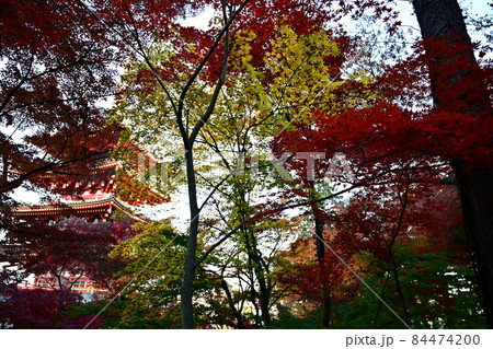 東京の晩秋 散歩道の紅葉シーン 色づくもみじと楓 山を覆う紅葉 東京の晩秋 散歩道の紅葉シーン 色づくもみじと楓 山を覆う紅葉 84474200