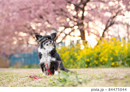 菜の花と河津桜とブラックタンのロングコートチワワの写真素材