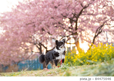 菜の花と河津桜とブラックタンのロングコートチワワの写真素材