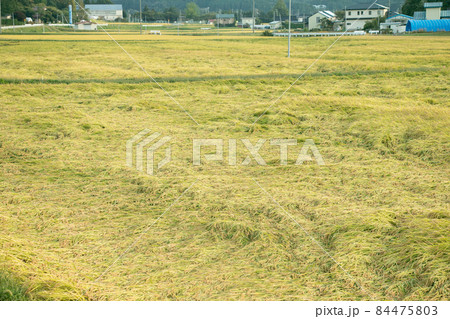 田んぼ東北の田舎の風景 84475803