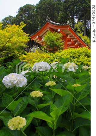 三室戸寺 84475902