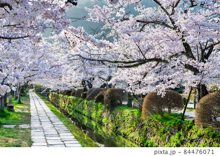 京都市左京区 哲学の道 ∼満開の桜∼ 京都市左京区 哲学の道 ∼満開の桜∼ 84476071