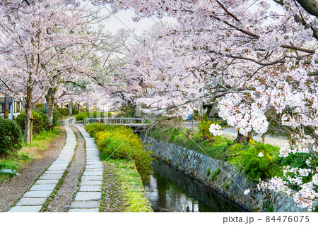 京都市左京区 哲学の道　∼満開の桜∼ 84476075