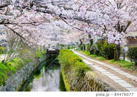 京都市左京区 哲学の道　∼満開の桜∼ 84476077