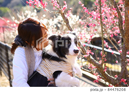 梅園で梅の花を鑑賞する女性とその愛犬のボーダーコリー 梅園で梅の花を鑑賞する女性とその愛犬のボーダーコリー 84476208