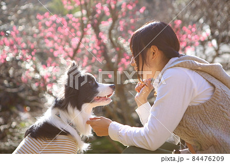 梅園で梅の花を鑑賞する女性とその愛犬のボーダーコリー 梅園で梅の花を鑑賞する女性とその愛犬のボーダーコリー 84476209