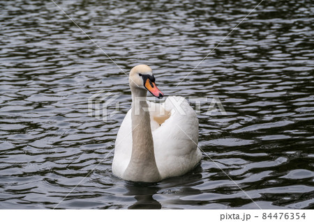 A graceful white swan swimming on a lake with dark water. The white swan is reflected in the water A graceful white swan swimming on a lake with dark water. The white swan is reflected in the water 84476354