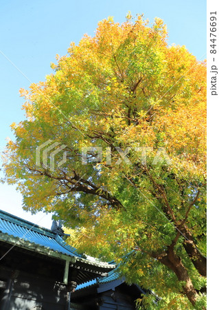 湯島聖堂 杏壇門(きょうだんもん) 東京都文京区 湯島聖堂 杏壇門(きょうだんもん) 東京都文京区 84476691