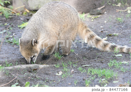 Coati (Nasua) Coati (Nasua) 84477166
