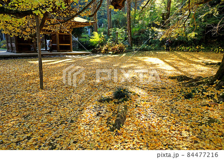 廣徳寺のイチョウ 84477216