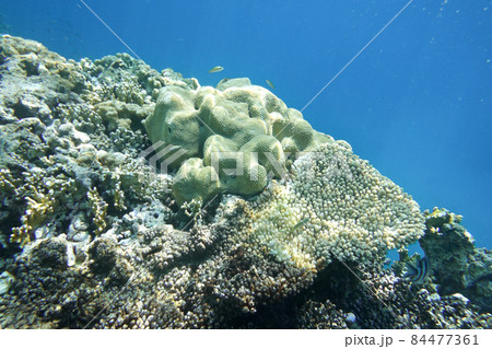 Underwater world 84477361