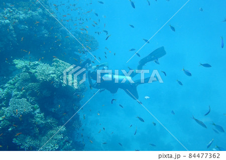 Diving in the sea Diving in the sea 84477362