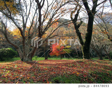 薩摩川内市の秋色！ラムサ-ル条約登録池（藺牟田池） 84478693