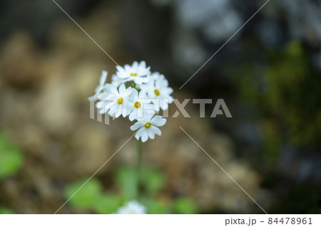 ユキワリコザクラ 84478961