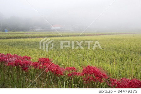 自然 農業 敵 84479375