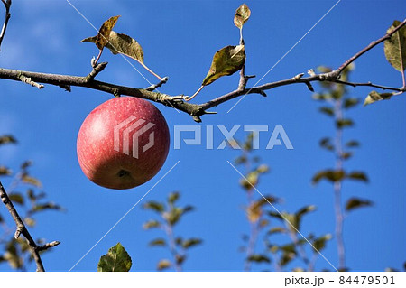 りんごの王様　ふじ 84479501