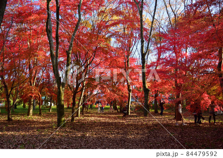 宮原もみじ公園の紅葉 84479592